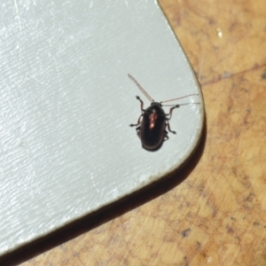 Edusella sp. (genus) at Wamboin, NSW - 7 Nov 2020