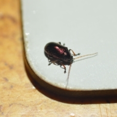 Edusella sp. (genus) at Wamboin, NSW - 7 Nov 2020