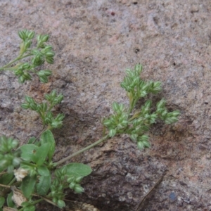 Polycarpon tetraphyllum at Conder, ACT - 30 Nov 2020