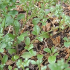 Polycarpon tetraphyllum at Conder, ACT - 30 Nov 2020