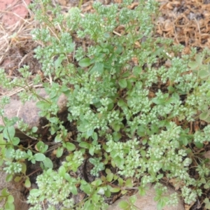 Polycarpon tetraphyllum at Conder, ACT - 30 Nov 2020