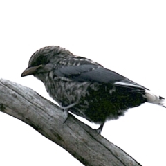 Artamus cyanopterus (Dusky Woodswallow) at Mount Ainslie - 26 Jan 2021 by jb2602