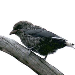 Artamus cyanopterus cyanopterus (Dusky Woodswallow) at Majura, ACT - 25 Jan 2021 by jbromilow50