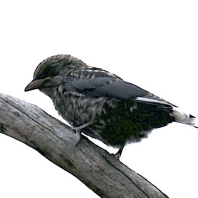 Artamus cyanopterus (Dusky Woodswallow) at Mount Ainslie - 26 Jan 2021 by jb2602