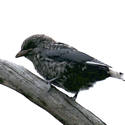 Artamus cyanopterus cyanopterus (Dusky Woodswallow) at Majura, ACT - 25 Jan 2021 by jbromilow50