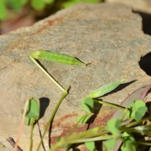 Oxalis sp. at Wamboin, NSW - 7 Nov 2020