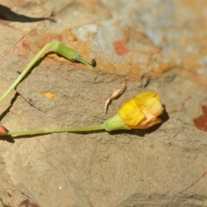 Oxalis sp. at Wamboin, NSW - 7 Nov 2020