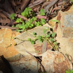 Oxalis sp. at Wamboin, NSW - 7 Nov 2020