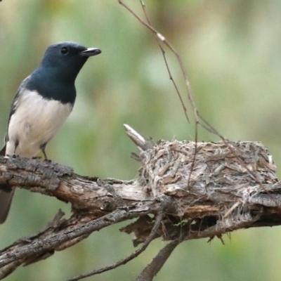 Myiagra rubecula (Leaden Flycatcher) at Ainslie, ACT - 27 Jan 2021 by jb2602