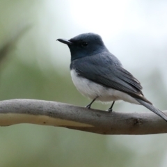 Myiagra rubecula at Ainslie, ACT - suppressed