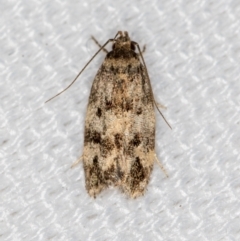 Barea zygophora (Concealer Moth) at Melba, ACT - 27 Jan 2021 by Bron