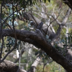 Podargus strigoides (Tawny Frogmouth) at Wamboin, NSW - 10 Nov 2020 by natureguy