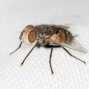 Tritaxys sp. (genus) at Melba, ACT - 27 Jan 2021