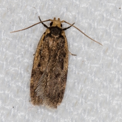 Hoplostega ochroma (a Eulechria Group moth) at Melba, ACT - 27 Jan 2021 by Bron