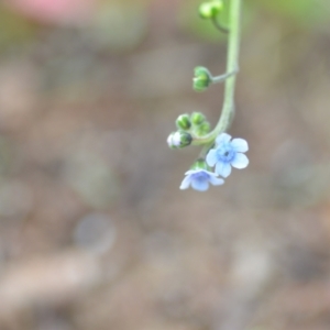 Cynoglossum australe at Wamboin, NSW - 12 Nov 2020