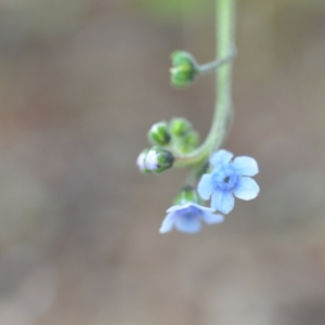 Cynoglossum australe at Wamboin, NSW - 12 Nov 2020