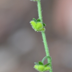 Cynoglossum australe at Wamboin, NSW - 12 Nov 2020