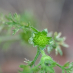 Soliva sessilis at Wamboin, NSW - 12 Nov 2020