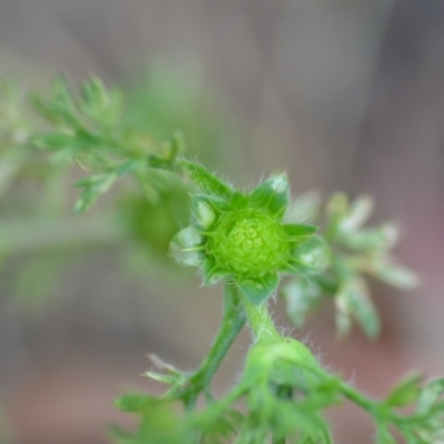 Soliva sessilis (Bindy Eye) at Wamboin, NSW - 12 Nov 2020 by natureguy