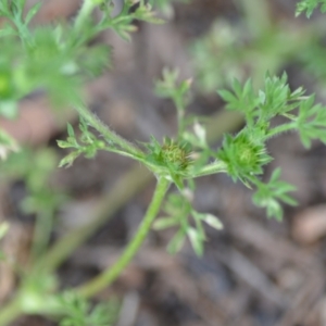 Soliva sessilis at Wamboin, NSW - 12 Nov 2020