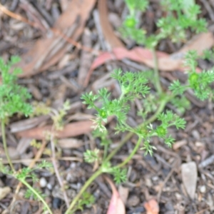 Soliva sessilis at Wamboin, NSW - 12 Nov 2020