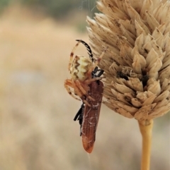 Araneus hamiltoni (Hamilton's Orb Weaver) at Cook, ACT - 26 Jan 2021 by CathB