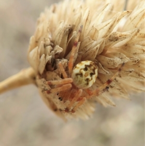 Araneus hamiltoni at Cook, ACT - 26 Jan 2021