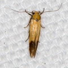 Stathmopodidae (family) (A Concealer moth) at Melba, ACT - 27 Jan 2021 by Bron