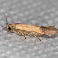 Stathmopodidae (family) at Melba, ACT - 27 Jan 2021