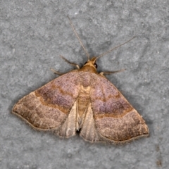 Meranda susialis (Three-lined Snout) at Melba, ACT - 27 Jan 2021 by Bron