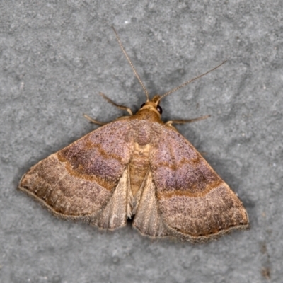 Meranda susialis (Three-lined Snout) at Melba, ACT - 27 Jan 2021 by Bron