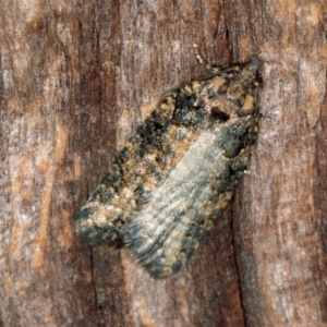 Thrincophora impletana at Melba, ACT - 27 Jan 2021 02:25 PM