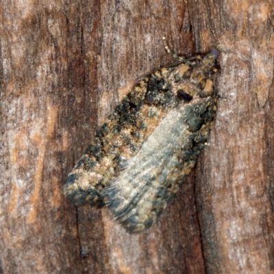 Thrincophora impletana (a Tortrix moth) at Melba, ACT - 27 Jan 2021 by Bron