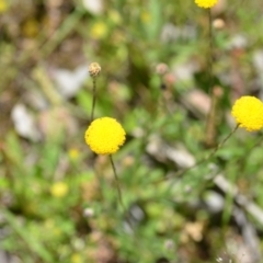 Leptorhynchos squamatus subsp. squamatus (Scaly Buttons) at Wamboin, NSW - 13 Nov 2020 by natureguy