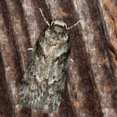 Philobota philostaura (A Concealer moth (Philobota group)) at Melba, ACT - 27 Jan 2021 by Bron