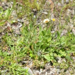 Tolpis barbata at Wamboin, NSW - 13 Nov 2020