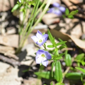 Veronica gracilis at Wamboin, NSW - 13 Nov 2020 02:22 PM