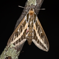 Hyles livornicoides (Australian Striped hawk Moth) at Melba, ACT - 27 Jan 2021 by Bron