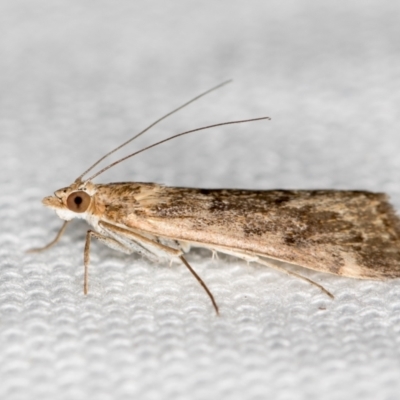 Achyra affinitalis (Cotton Web Spinner) at Melba, ACT - 27 Jan 2021 by Bron