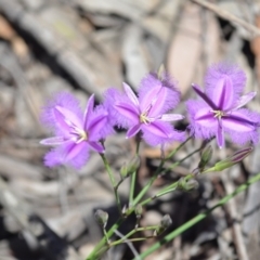 Thysanotus tuberosus subsp. tuberosus (Common Fringe-lily) at Wamboin, NSW - 13 Nov 2020 by natureguy