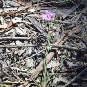 Thysanotus tuberosus subsp. tuberosus at Wamboin, NSW - 13 Nov 2020 02:26 PM