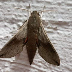 Hippotion scrofa (Coprosma Hawk Moth) at Macgregor, ACT - 21 Jan 2021 by KMcCue