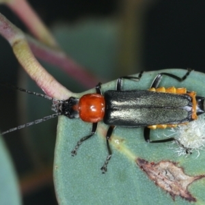 Chauliognathus tricolor at Majura, ACT - 26 Jan 2021