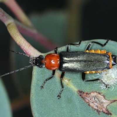 Chauliognathus tricolor (Tricolor soldier beetle) at Majura, ACT - 26 Jan 2021 by jbromilow50