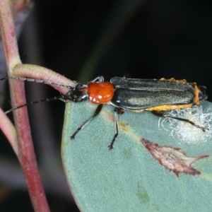 Chauliognathus tricolor at Majura, ACT - 26 Jan 2021