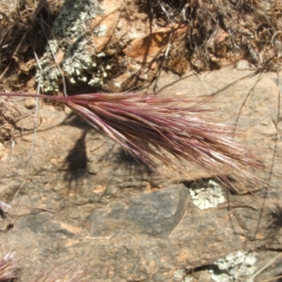 Bromus rubens (Red Brome) at Jones Creek, NSW - 28 Oct 2009 by abread111