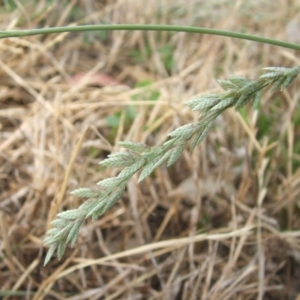 Eragrostis elongata at Nangus, NSW - 3 Jan 2011 09:42 AM