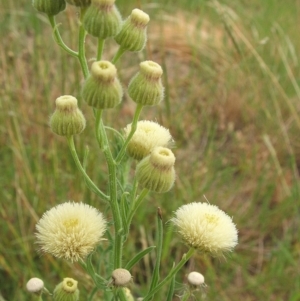 Erigeron bonariensis at Nangus, NSW - 14 Jan 2011