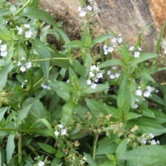 Veronica anagallis-aquatica at Nangus, NSW - 14 Jan 2011 10:07 AM