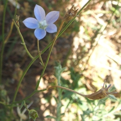 Wahlenbergia multicaulis (Tadgell's Bluebell) at Nangus, NSW - 6 Jan 2011 by abread111